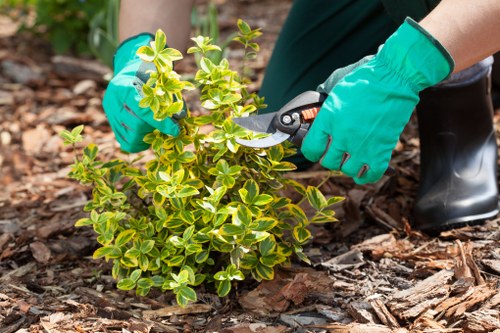 Close-up of a gardener pruning a hedge with shears